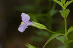 Allegheny monkeyflower